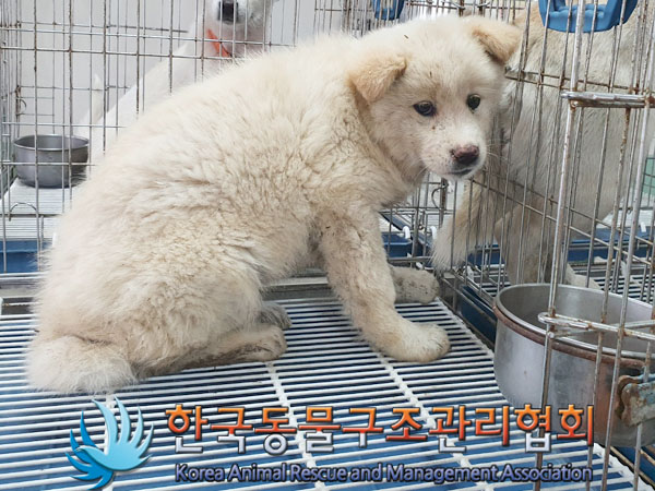 종료(안락사) 믹스…